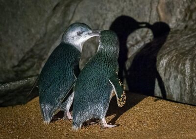 East Beach Tourist Park Beachfront Camping and Cabins Low Head Tasmania